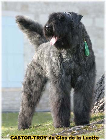 bouvier des flandres du clos de la luette - copyright déposé